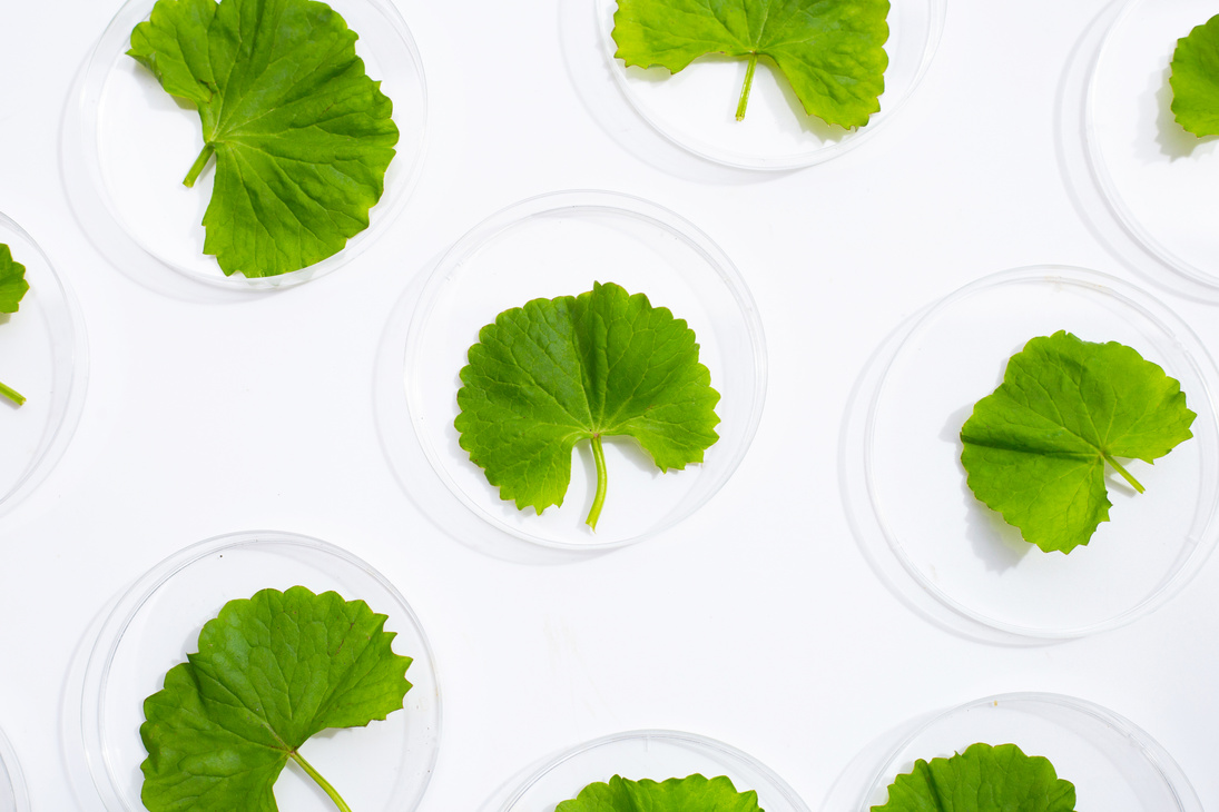 Fresh leaves of gotu kola in petri dishes on white background.